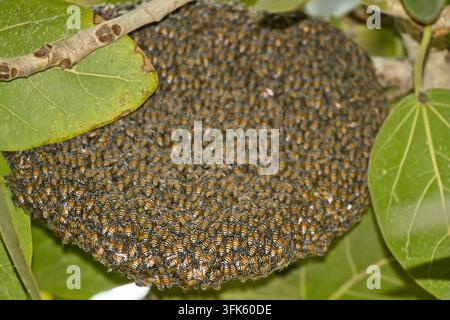 Ansicht eines großen Bienenstocks, der mit Honigbienen bedeckt ist und von einem Ast mit grünen Blättern in Jahanian, Pakistan, hängt Stockfoto