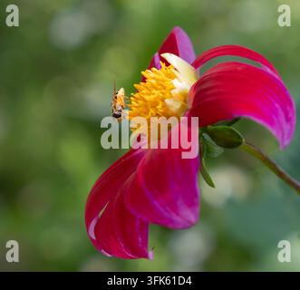 Dahlie und Raubfliege beim Fressen Stockfoto