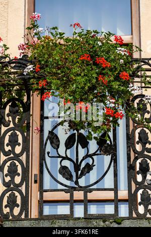 Blühende Geranien auf einem schmiedeeisernen Balkon, Nahaufnahme. Schöne rote und weiße Geranienblüten blühen in einem Pflanzgefäß auf einem eleganten schwarzen schmiedeeisernen Ba Stockfoto