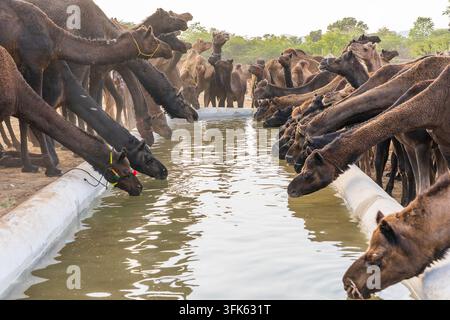 Kamele trinken sie Wasser in der Wüste Thar während des jährlichen Pushkar Camel Fair in der Nähe der heiligen Stadt Pushkar, Rajasthan, Indien. Diese Messe ist die größte Camel Trading fa Stockfoto