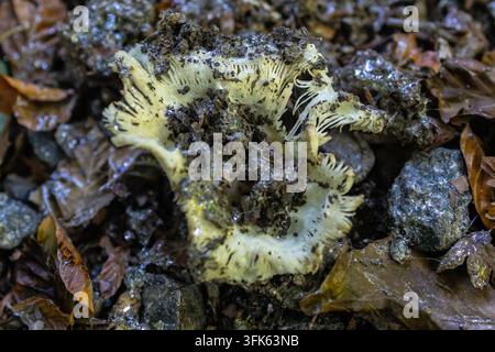 Beschädigter Brittlegill-Pilz im Wald Stockfoto