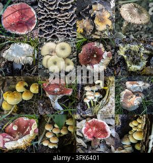 Fotomon collage von Wildpilzen Stockfoto