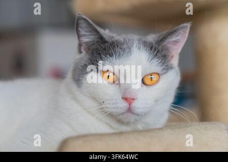 Britisch Kurzhaar blaue und weiße Katze liegt auf einem Katzenbaum und schaut direkt in die Kamera Stockfoto