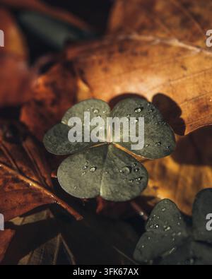 Ansicht eines grünen Kleeblatts mit Wassertropfen, das auf gefallenen braunen Herbstblättern in Polen ruht Stockfoto