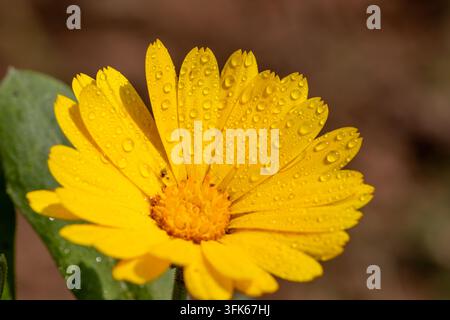 Ansicht einer leuchtend gelben Blume mit glitzernden Wassertropfen auf ihren Blütenblättern in Pakistan. Stockfoto
