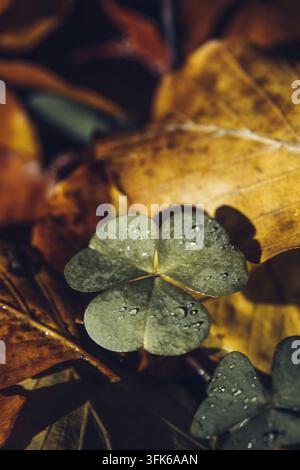 Ansicht eines grünen Kleeblatts mit Wassertropfen, das auf gefallenen Herbstblättern in Polen ruht. Stockfoto