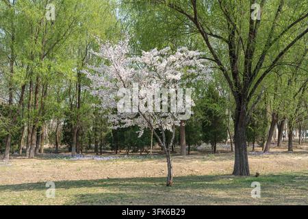 Frische und beruhigende natürliche Landschaft im Freien mit Kirschblüten und Trauerweiden in einem Park im Frühling Stockfoto