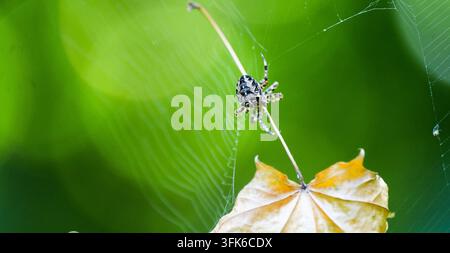 Spinne, die ein Netz spinnt, trockenes gelbes Blatt Natur Makro. Detaillierte Nahaufnahme, die eine Spinne zeigt, die ihr kunstvolles Seidennetz an einem trockenen Ahornblatt spinnt, Stockfoto