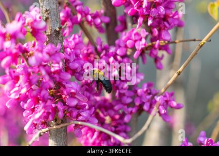 Makro-Nahaufnahme einer Hummel, die Nektar auf einer Orchideenbaumblüte in Hongkong sammelt Stockfoto
