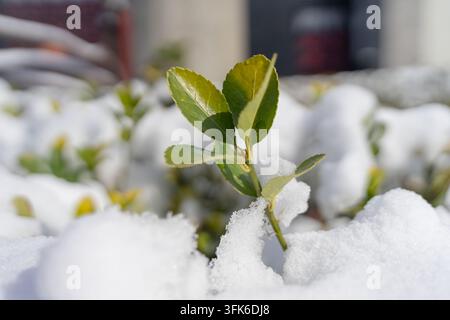 Makro-Nahaufnahme von grünen Stechpalmenblättern, die aus dem Schnee auftauchen Stockfoto