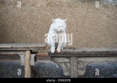 Weiße Kurzhaarkatze ruht auf altem Holzschemel Stockfoto
