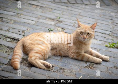 Orangfarbener Tabby-Kater liegt auf grauem Steinpflaster und schaut sich um Stockfoto