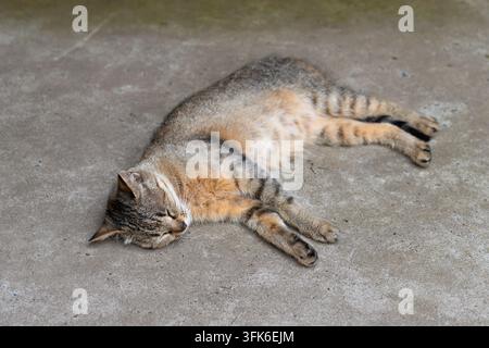 Hauskatze mit gestreiftem Fell liegt auf ihrer Seite auf Betonboden, fest schlafend Stockfoto