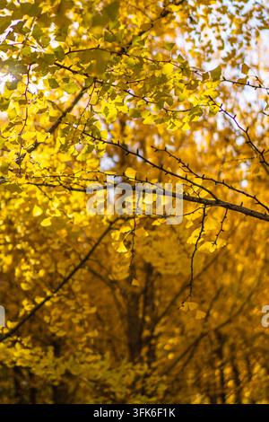 Nahaufnahme von goldenen Ginkgoblättern und Ästen im Gegenlicht während des Herbstes Stockfoto