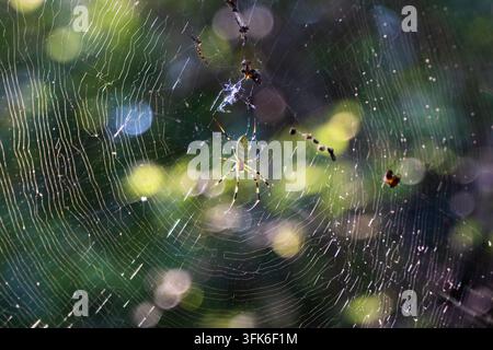 Goldene Radnetzspinne auf glitzerndem Spinnennetz im Sonnenlicht Stockfoto