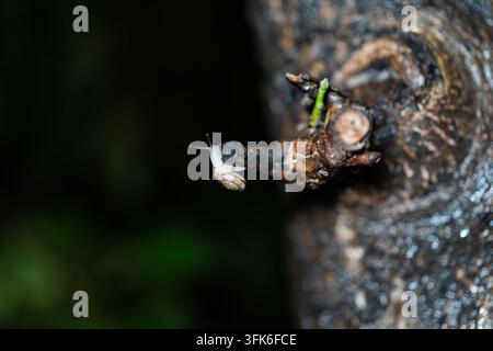 Makro-Nahaufnahme einer winzigen Schnecke, die nachts auf einem feuchten Ast kriecht Stockfoto
