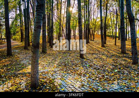 Sonnenlicht, das durch Espenbäume auf einem mit Blättern übersäten Pfad im Beijing Olympic Forest Park während des Herbstes bei Sonnenuntergang fällt Stockfoto