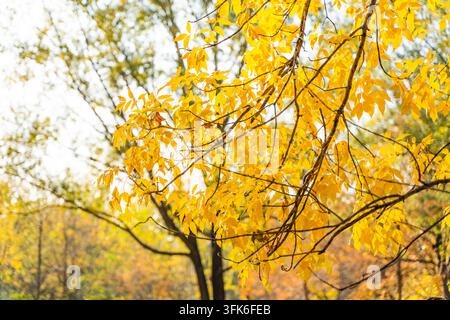 Nahaufnahme von goldenen Herbstblättern mit schwacher Tiefenschärfe im Gegenlicht Stockfoto