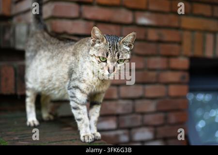 Katze auf Ziegelmauer Stockfoto