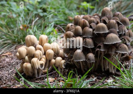 Büschel von braunen und cremefarbenen Wildpilzen, die zusammen auf dem Waldboden zwischen Gras und Laub wachsen. Stockfoto