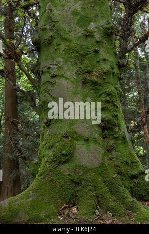 Nahaufnahme eines moosbewachsenen Baumstamms mit strukturierter Rinde in einer grünen Waldlandschaft. Stockfoto