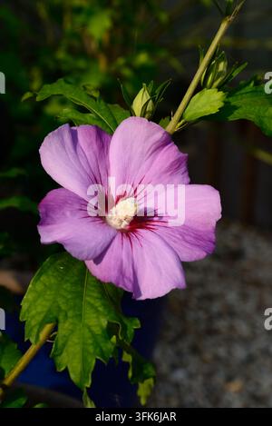 Hübsche lila Hibiskusblüte in voller Blüte, Somerset, UK. Stockfoto