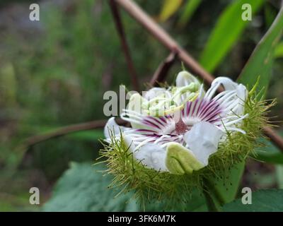 Schöne exotische stinkende Passionsblume Passiflora foetida blüht auf einer wilden grünen Wiese für botanische und naturthemenbezogene Illustrationen Stockfoto