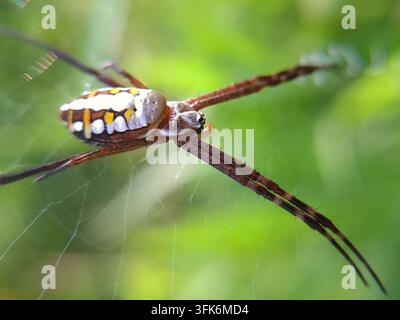 Makroaufnahme einer farbenfrohen Argiope keyserlingi, die an ihrem Netz hängt, vor einem weich unscharfen grünen Hintergrund, ideal für die Zoologie-Ausbildung Stockfoto