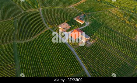 Schöne Drohnenübersicht zeigt grüne, hügelige Weinberge in der Nähe der Stadt Cividale. Ländliche Häuser und organisierte landwirtschaftliche Linien bedecken die historische Landschaft du Stockfoto