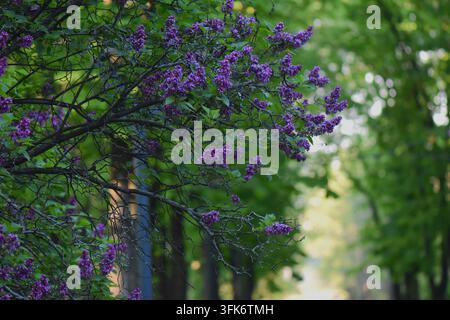 Lila Fliederblüten an den Ästen im Stadtpark Stockfoto