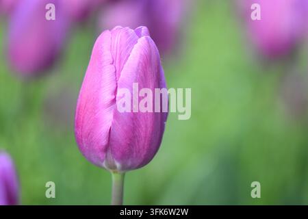 Nahaufnahme eines Tulpenfeldes Stockfoto