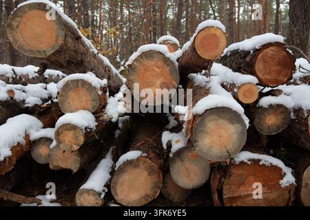 Holzhaufen aus mehreren geschnittenen Kieferstämmen mit frischem Schnee oben drauf. Frontalansicht von rohen Baumstämmen, die im Winterwald im Freien gelagert sind. Natürliches Holzrückseite Stockfoto