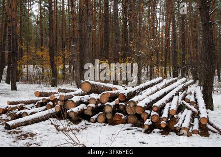 Mehrere schneebedeckte Kiefernstämme, die im kalten Wald im Freien gelagert sind. Weite Ansicht von gestapelten Rohholzstämmen auf gefrorenem Boden. Idealer Hintergrund für Fo Stockfoto