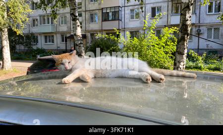 Weißer und roter Kater ruht auf dem Autodach in einer sonnigen Wohngegend Stockfoto