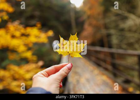 Hand, die ein gelbes Ahornblatt auf einer Herbstbrücke hält, symbolisiert den saisonalen Wandel, Achtsamkeit und Verbindung mit der Natur. Stockfoto