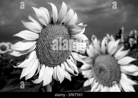 Schwarz-Weiß-Makroaufnahmeschuss von Helianthus Annuus Sonnenblume mit Feldhintergrund in Monochrom Stockfoto