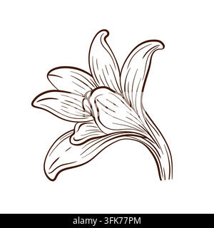 Vanille-Orchideenblüte botanische lineare Vektorillustration mit einer einzelnen verfeinerten Blüte mit geschwungenen Blütenblättern und einem kunstvollen Zentrum, betont Stock Vektor