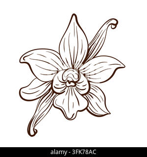 Vanille-Orchideen-Blütenkapsel botanische Gewürz-Lineare-Vektorillustration, die eine offene tropische Blüte mit einer reifen Vanilleschote kombiniert, visuell verknüpft Stock Vektor