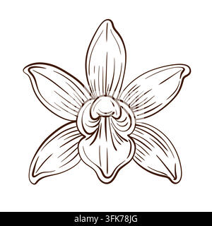 Botanische lineare Vektorillustration einer Vanille-Orchideenblüte, die eine kunstvolle tropische Blüte mit geschichteten Blütenblättern und einem markanten Zentrum zeigt Stock Vektor