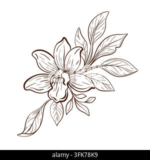 Vanille-Orchideenblütenblätter botanische lineare Vektorillustration, die eine zarte Blüte mit breitem tropischem Laub kombiniert und eine anmutige Stock Vektor