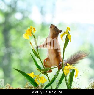 Rotwelsch standing auf gelben Schwertlilien blüht nach oben, Rotwelsch, Eichhörnchen, Sciurus vulgaris, Eurasisches Rotwelsch, Schweden Stockfoto