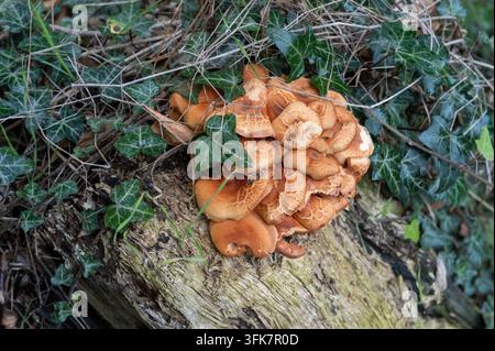 Büschel von orangefarbenen Pilzen wachsen auf einem Baumstamm in einem Wald. Grüner Efeu umgibt die Pilze und trägt zur natürlichen Umgebung bei. Die Szene zeigt ein Paar Stockfoto