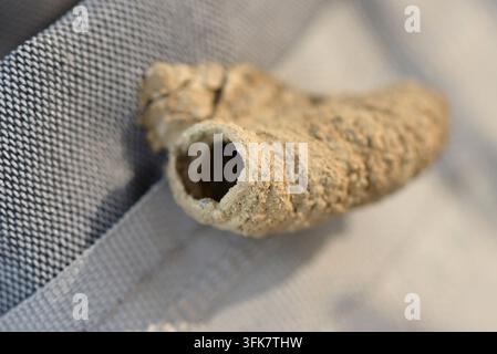 Geöffnetes röhrenförmiges Lehmnest einer asiatischen Lehmwespe oder einsamen Töpferwespe (Sceliphron curvatum) an einem Vorhang im Inneren einer Wohnung Stockfoto