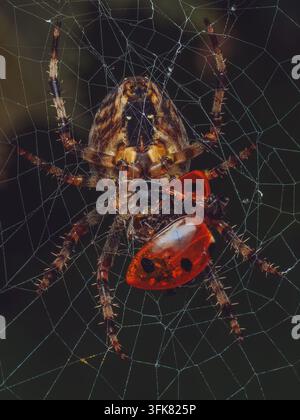 Eine europäische Gartenspinnerin 'Araneus diadematus', auch bekannt als Kreuzspinne, die eine gefangene Marienkäferin in ihrem Radnetz frisst Stockfoto