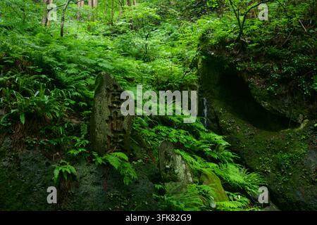 Heilende Wald-Bad-Erfahrung zwischen üppigen grünen Bäumen und einem lebendigen moosbedeckten Waldboden, der einen visuellen Rückzug in absolute Ruhe bietet Stockfoto