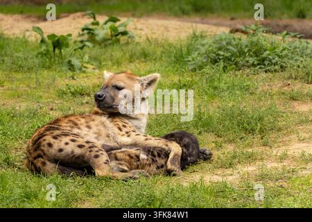 Hyäne mit einem jungen Jungen, im Safaripark Beekse Bergen, Zoo in den Niederlanden. Stockfoto