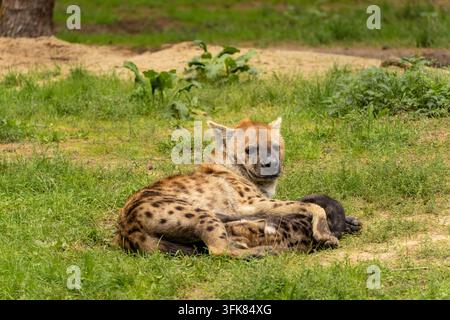 Hyäne mit einem jungen Jungen, im Safaripark Beekse Bergen, Zoo in den Niederlanden. Stockfoto