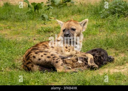 Hyäne mit einem jungen Jungen, im Safaripark Beekse Bergen, Zoo in den Niederlanden. Stockfoto