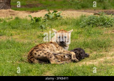 Hyäne mit einem jungen Jungen, im Safaripark Beekse Bergen, Zoo in den Niederlanden. Stockfoto