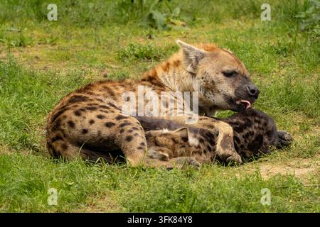 Hyäne mit einem jungen Jungen, im Safaripark Beekse Bergen, Zoo in den Niederlanden. Stockfoto